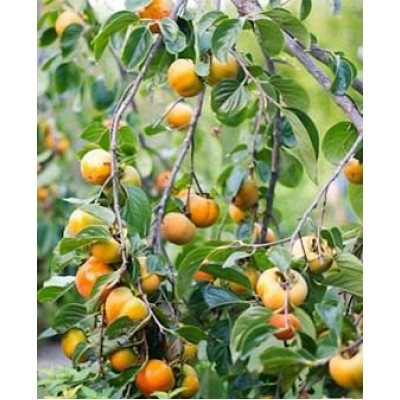 Саженец хурмы "Прок" Саженец хурмы "Прок"